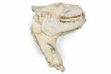 Fossil Oreodont (Merycoidodon) Skull w/ Vertebrae - South Dakota #355958-1